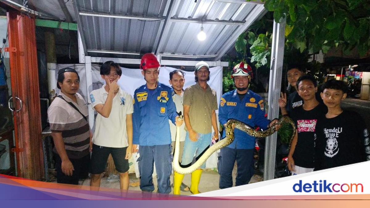 Ular Piton 2 Meter Nekat Masuk Warung Ayam Goreng di Semarang, Bersembunyi di Bawah Kulkas hingga Dievakuasi Damkar