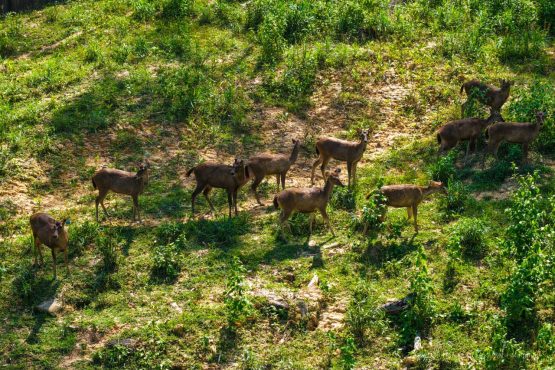 Ekosistem IKN Mulai Pulih, Beruang Madu dan Lutung Merah Kembali Terpantau di Kawasan Hutan