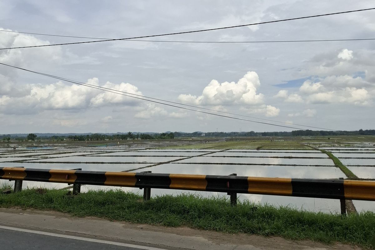 4 Kabupaten di Lampung Andalkan Lahan Rawa 202 Ribu Hektare untuk Jaga Produksi Padi Saat Kemarau