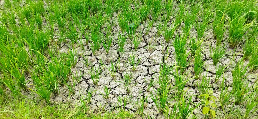 Petani di Gampong Tungkop Aceh Besar Keluhkan Sawah Kering Akibat Kemarau, Aliran Irigasi dari Blang Bintang Tak Kunjung Sampai
