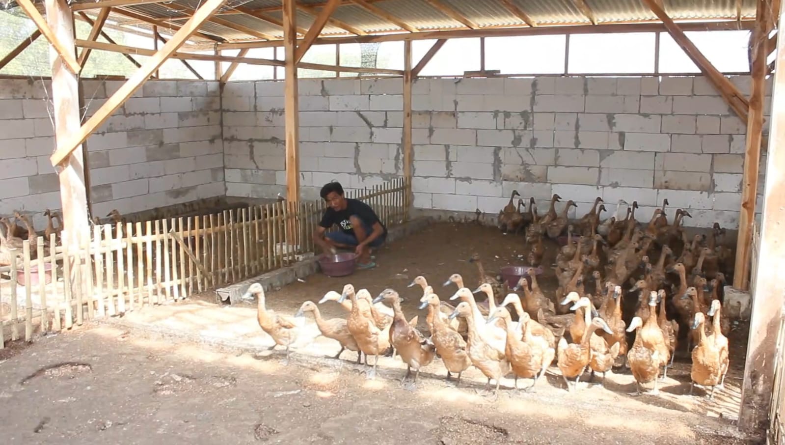 BUMDes Dargo Mulya Blora Kantongi Laba Bersih Rp 6,5 Juta dari 600 Ekor Bebek Petelur