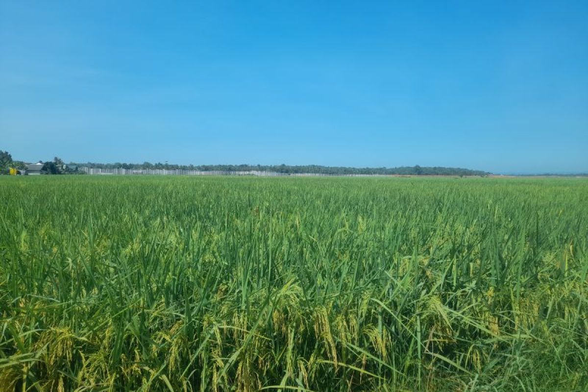 DKPP Serang Percepat Gerdal Wereng saat Kemarau, 40 Stok Pestisida Disalurkan ke Lahan Kritis