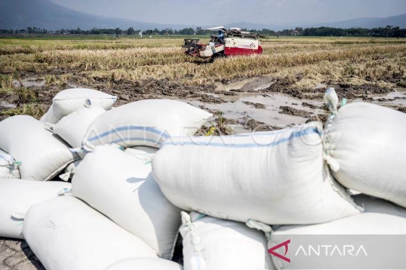 Bulog NTT Serap 7.200 Ton Gabah Petani Capai 98 Persen, Target Tahunan 2026 Hampir Tuntas di Bulan Juli