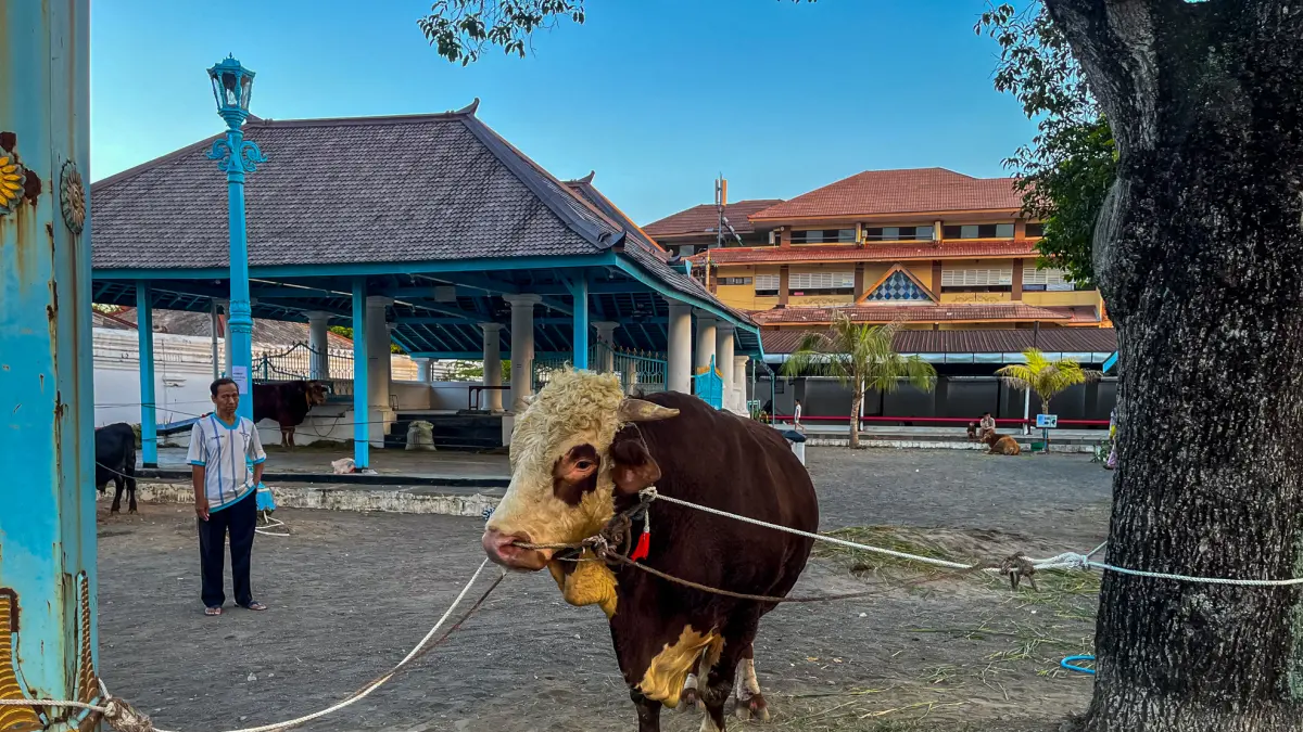 Sapi Kurban 1,28 Ton dari Presiden Prabowo hingga Gibran Siap Disembelih di Masjid Agung Solo, Berbagi Lapak dengan Grebeg Besar Keraton