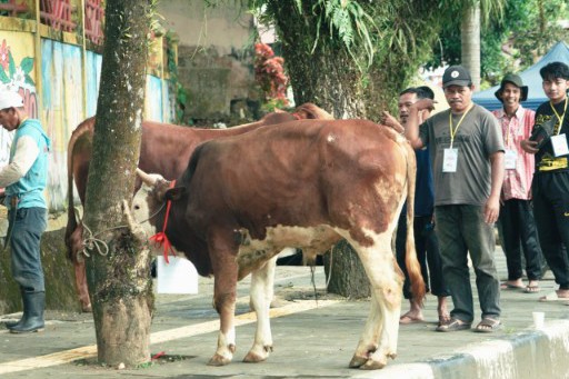 Pemkab Solok Selatan Kurban 47 Sapi dan 3 Kambing, Daging Utama untuk Fakir Miskin di 16 Titik
