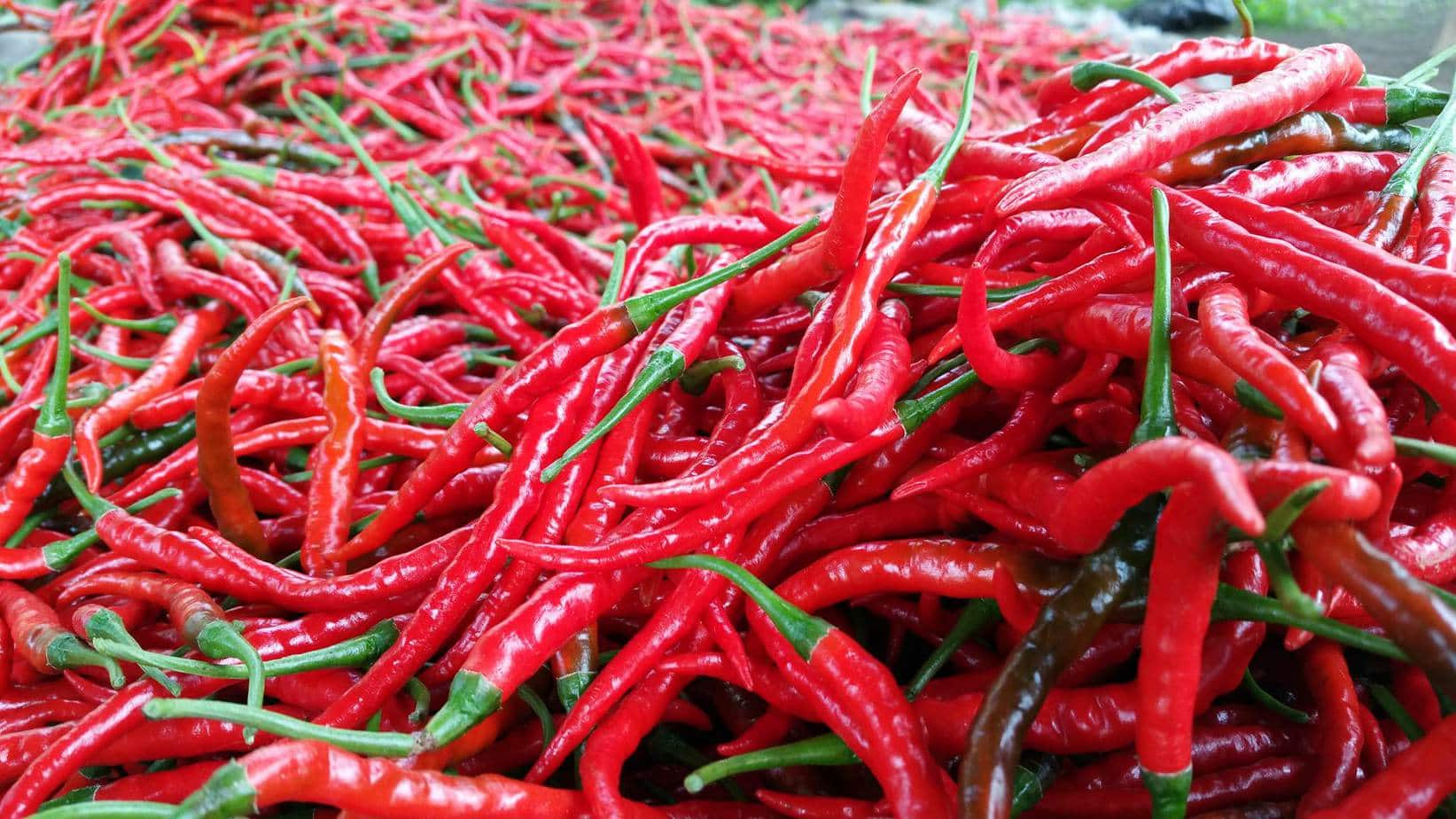 Harga Cabai Keriting Lokal di Pasar Raya Padang Tembus Rp50 Ribu, Bawang Merah Justru Mulai Turun