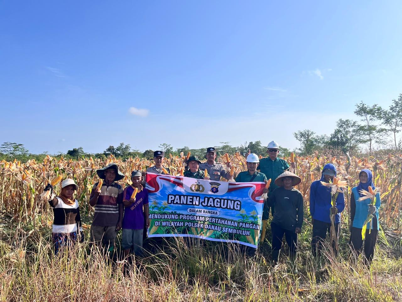 Polsek Danau Sembuluh Polres Seruyan Turun ke Lahan PT. EKR Panen Jagung, Dukung Ketahanan Pangan Nasional