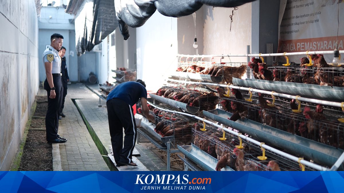 Lapas Tabanan Manfaatkan Lahan Sempit Jadi Kandang Ayam Petelur, Hasilkan 90 Butir Telur Sehari untuk Pembinaan Warga Binaan
