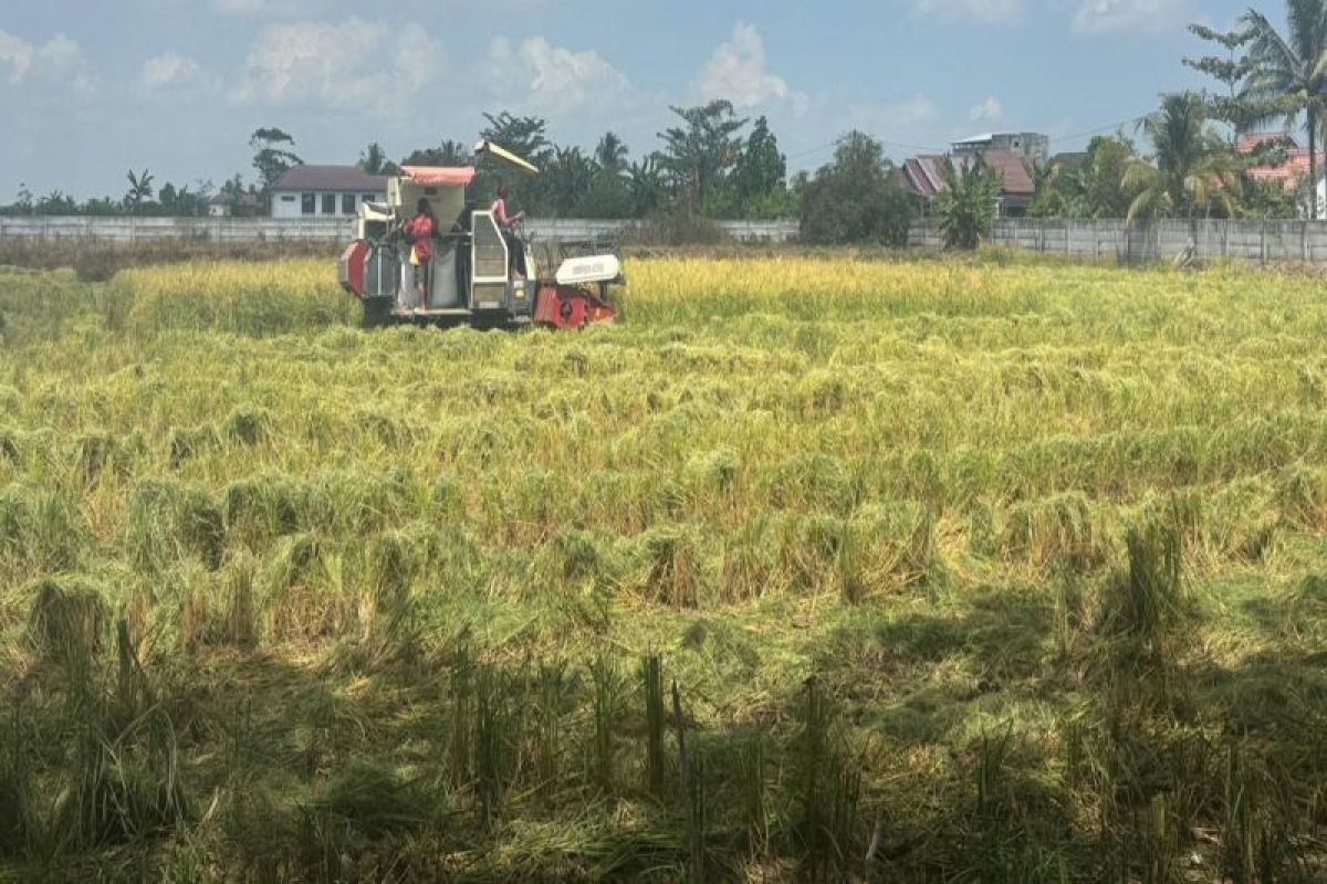 Kekeringan Landa 6.691 Hektare Sawah di Kalimantan Selatan, Tanah Laut Jadi Wilayah Terparah