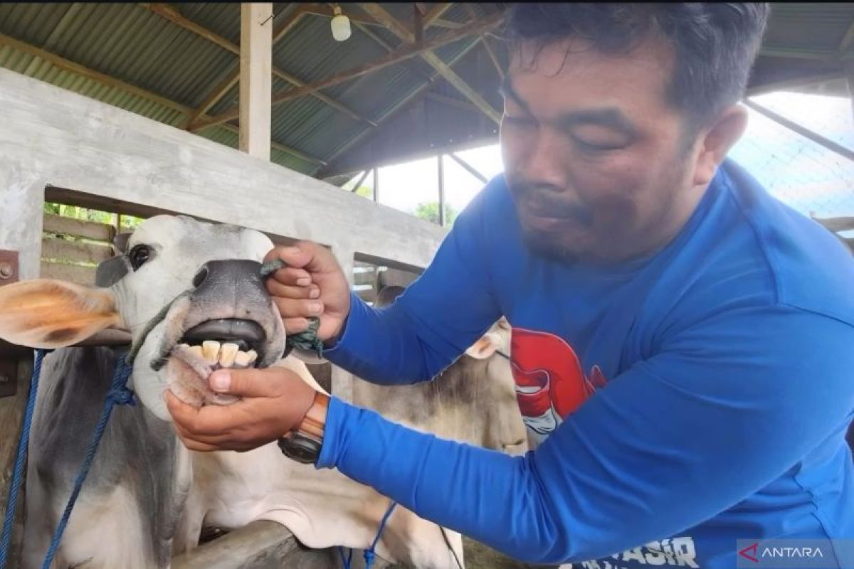 Pemkot Padang Siapkan 700 Dosis Vaksin PMK Gratis, Target 3.000 Ternak Tervaksinasi Sebelum September 2026