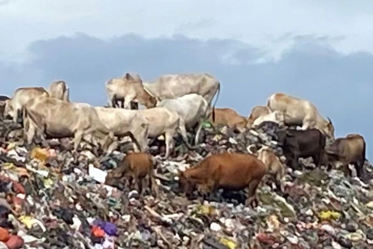Pemkot Makassar Siapkan Kandang Khusus 1.500 Sapi di TPA Tamangapa, Sampah Pasar Jadi Pakan Ternak