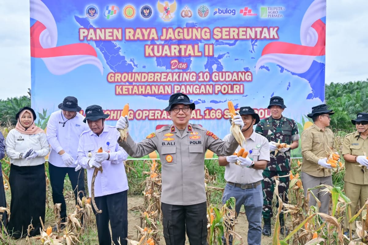 Polda Jambi Panen Raya Jagung 35 Ton di Muaro Jambi, Bulog Serap Hasil untuk Ketahanan Pangan