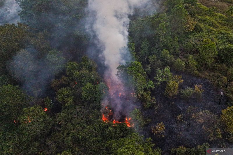 Kebakaran Lahan Gambut Seluas 3.000 Meter Persegi di Perbatasan Kendari-Konawe Selatan Berhasil Dipadamkan