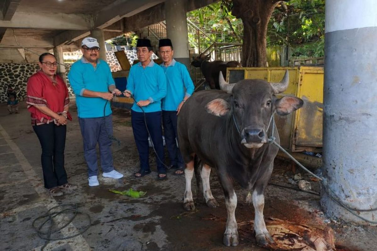 11 Hewan Kurban Disalurkan Kejati Papua saat Idul Adha, Tujuh Sapi dan Empat Kambing untuk Warga dan Panti Asuhan