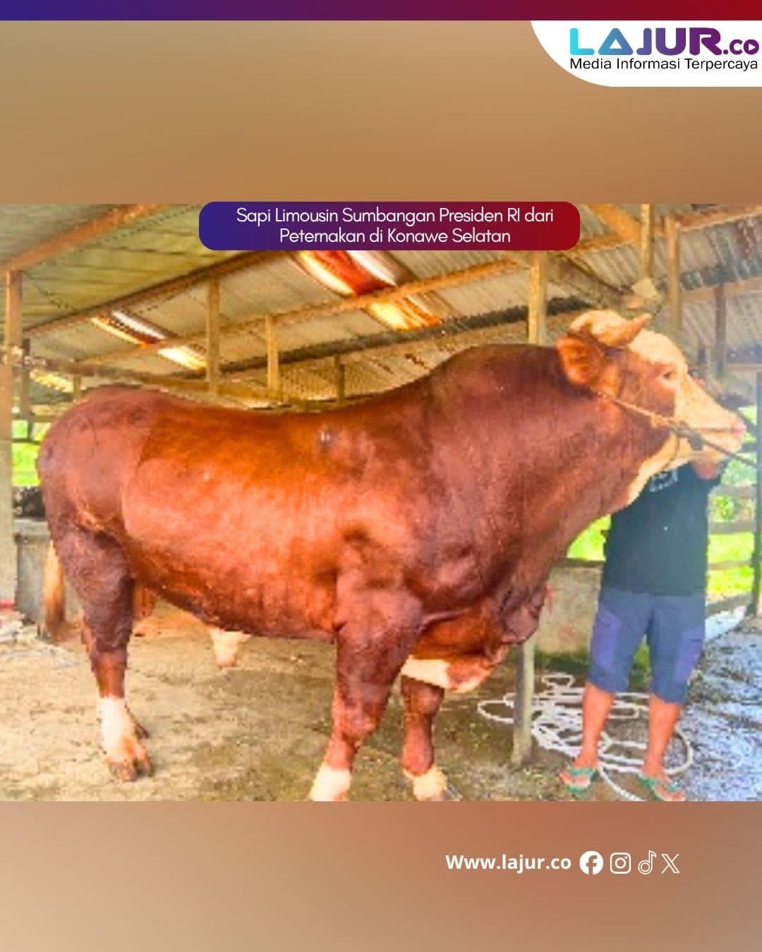 18 Sapi Kurban Jumbo Bantuan Presiden Prabowo untuk 17 Kabupaten/Kota di Sultra, Termahal Rp 123 Juta dari Kolaka Timur