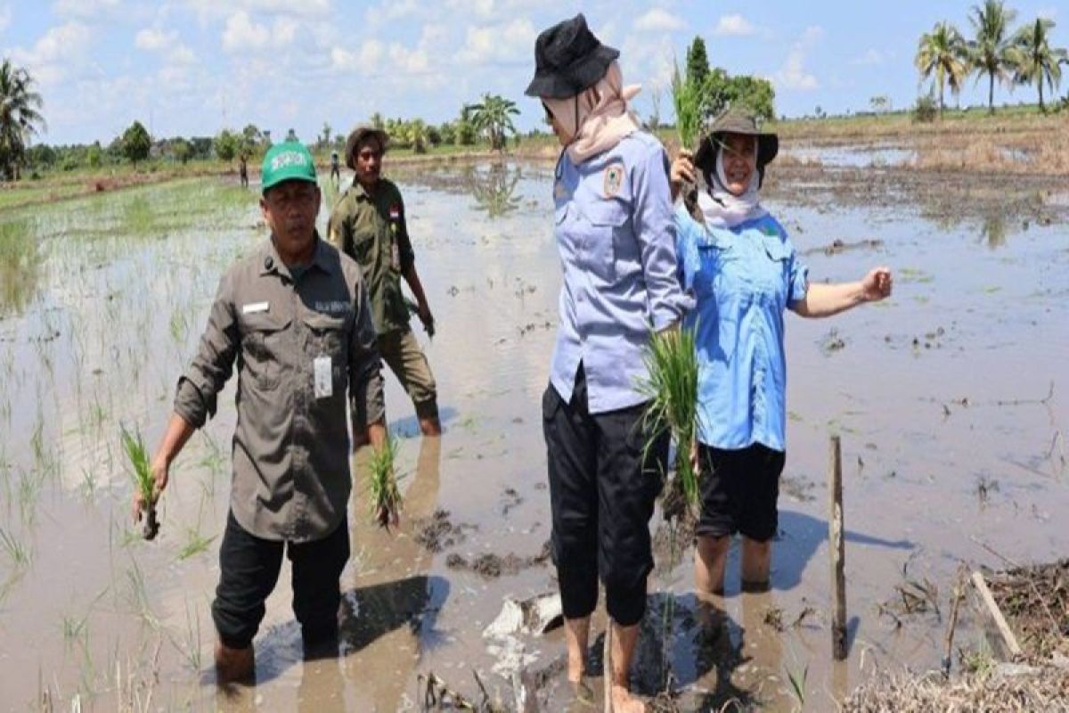 Stok Benih Padi di Kalsel Masih 14 Ton, BBTPH Pastikan Produksi Aman Meski Kemarau Panjang