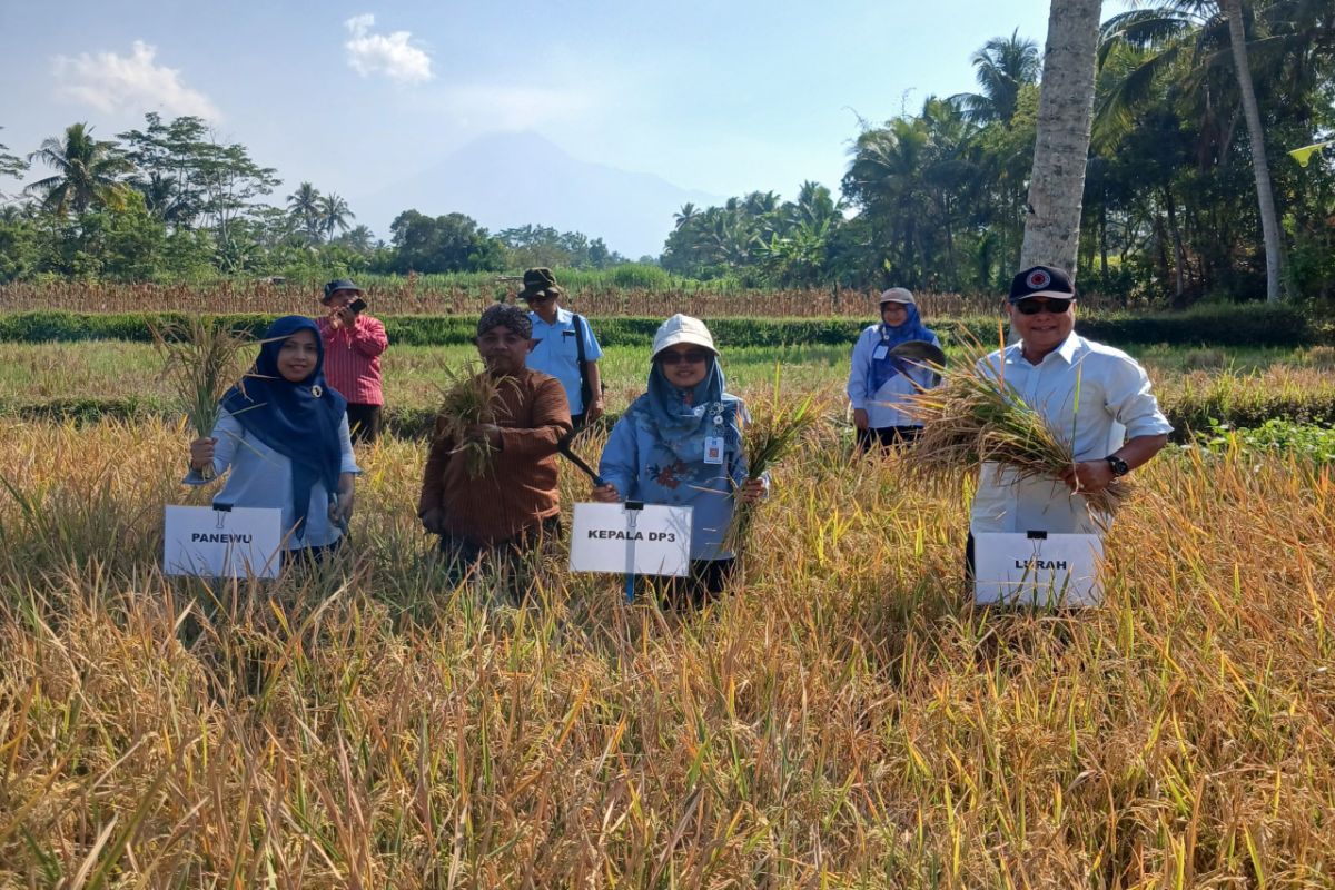 DP3 Sleman Catat Panen Sembada Merah Tembus 7,1 Ton GKP per Hektare di Lahan Demplot Pakem