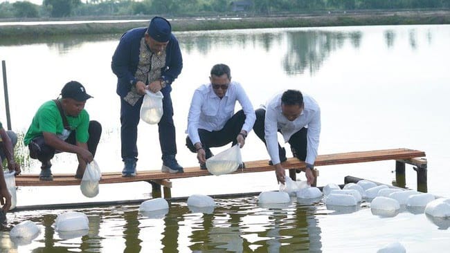 KKP Targetkan 15 Ribu Hektare Tambak Aceh Kembali Produktif Akhir 2026, 694 Hektare Sudah Ditebari Benih