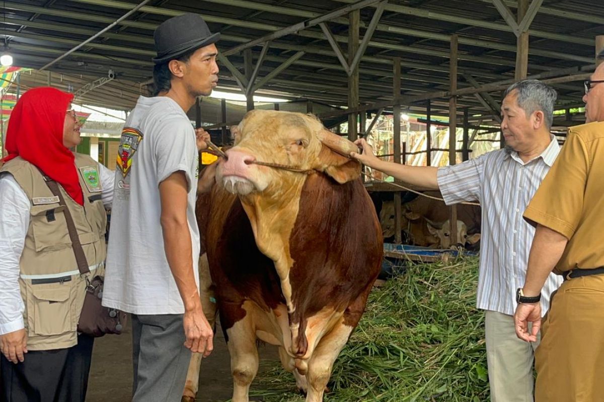 Sumsel Terima 18 Sapi Kurban Bantuan Presiden Prabowo, Bobot Rata-Rata di Atas 950 Kilogram