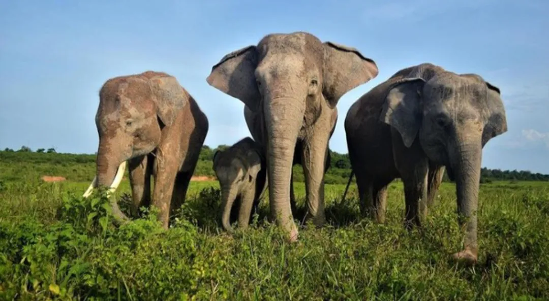5 Satwa Langka Khas Lampung dari Gajah Sumatera hingga Badak Jawa yang Terancam Punah