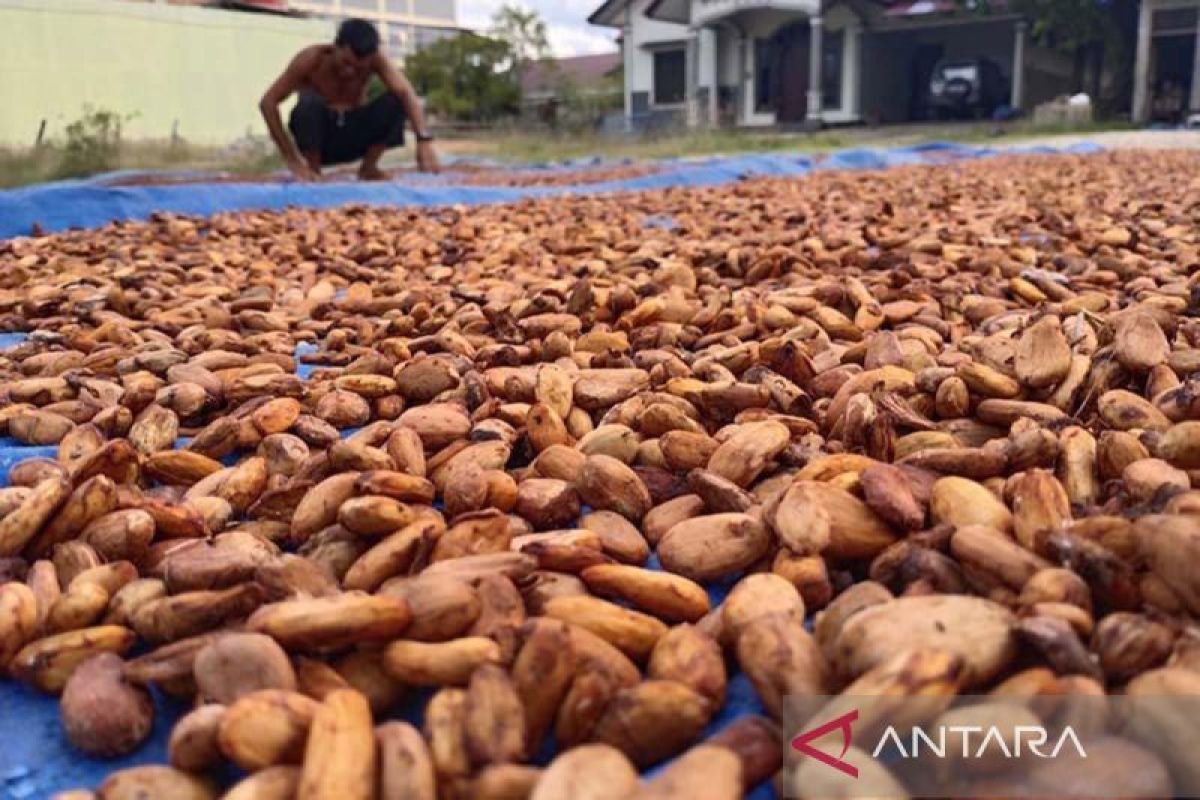 Harga Kakao Kering di Pidie Jaya Bertahan Rp70 Ribu per Kilogram, Petani Tunggu Musim Panen Raya