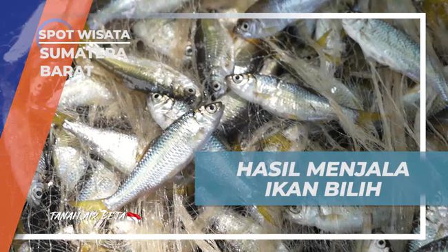Selebriti Ikut Menjala Ikan Bilih di Danau Singkarak, Hasilnya Langsung Dimasak Jadi Kuliner Khas Minang