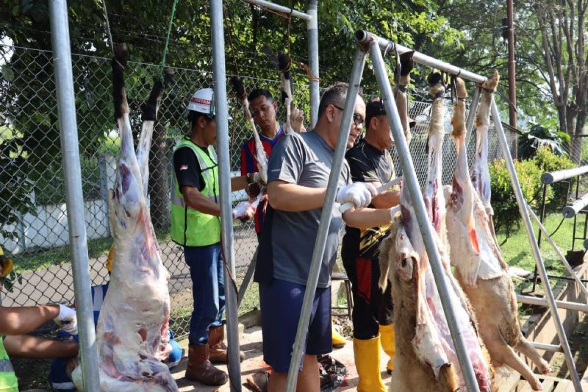 Pertamina Patra Niaga JBB Salurkan 214 Hewan Kurban di Tiga Provinsi, 80 Sapi dan 134 Kambing untuk Warga
