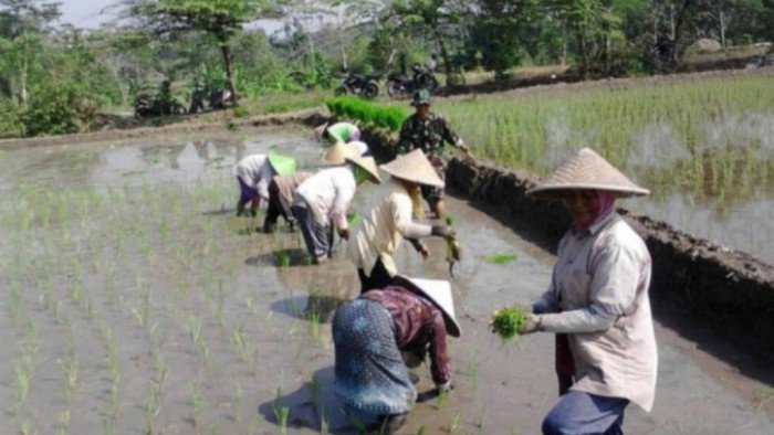 Bulog Rejang Lebong Serap 1.851,5 Ton Gabah Petani Hingga April 2026, Lampaui Target Tahunan