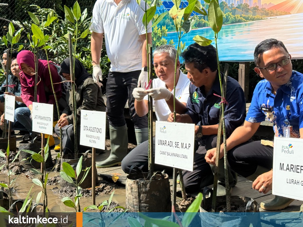 PLN Serahkan Perahu Listrik dan 1.000 Bibit Mangrove untuk Wisata Mangrove Center Balikpapan