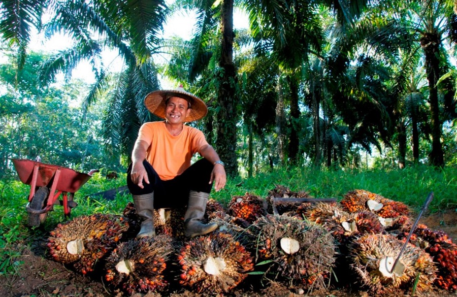 Harga TBS Sawit Pasaman Barat Tembus Rp3.972 per Kilogram, Berikut Rincian Harga di 14 Pabrik per 26 Juli 2026