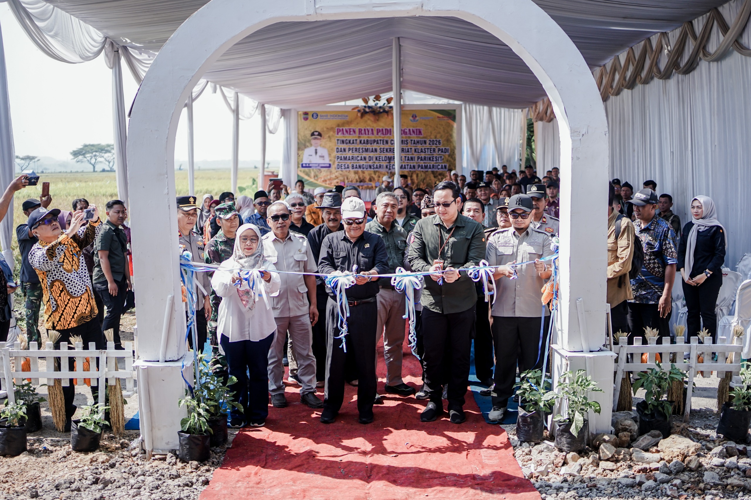 Pemkab Ciamis Panen Raya Padi Organik di Pamarican, Lahan Bersertifikat Tembus 54 Hektare