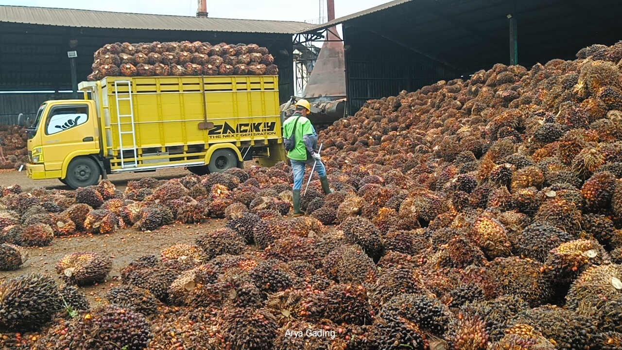 Harga TBS Sawit di PKS Seluma Mulai Pulih, 5 Pabrik Naikkan Harga Rp80-Rp200 per Kilogram