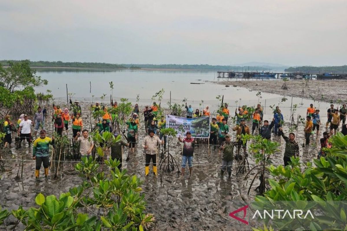 DLH Natuna Tanam 1.000 Bibit Mangrove di Kawasan Konservasi Pering, Target Ciptakan Ekosistem Baru dan Sumber Ekonomi Warga