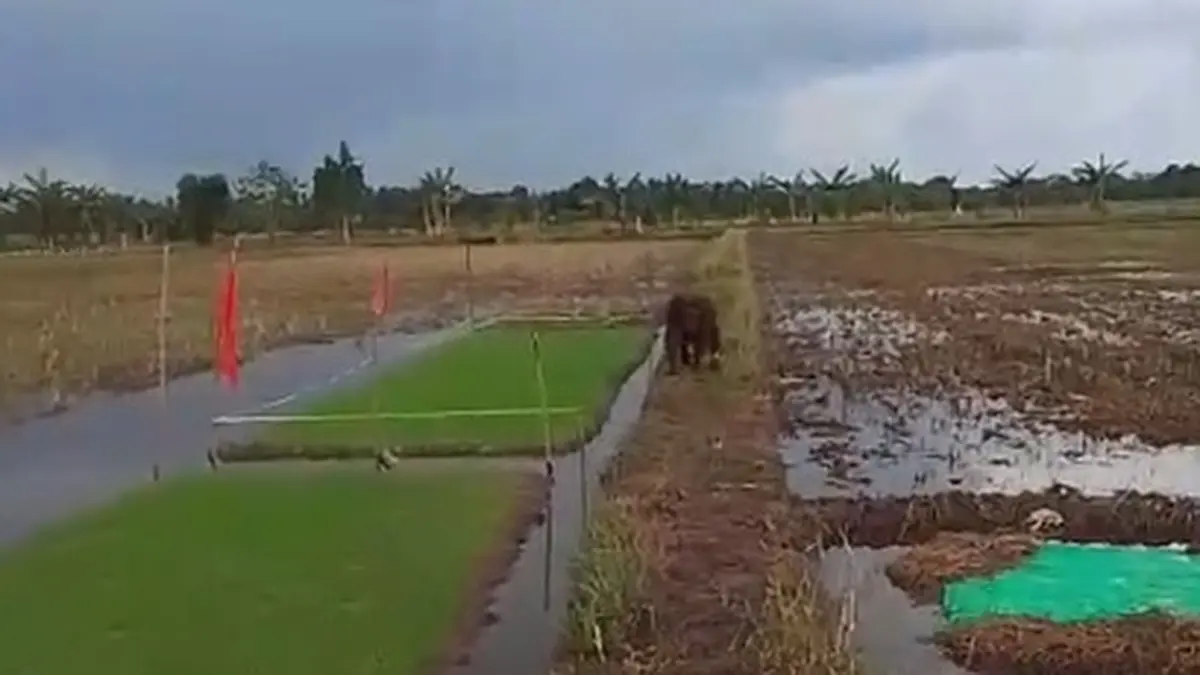 Orangutan Terluka Masuk Sawah dan Dekati Permukiman Warga di Seponti, Kayong Utara