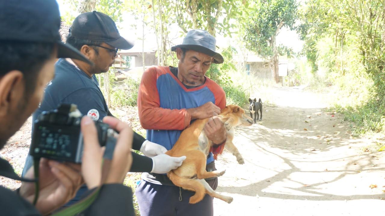 Mahasiswa KKN UGM di Kintamani Gelar Vaksinasi Rabies dan Sterilisasi Hewan, Targetkan Lima Banjar pada Juli 2026