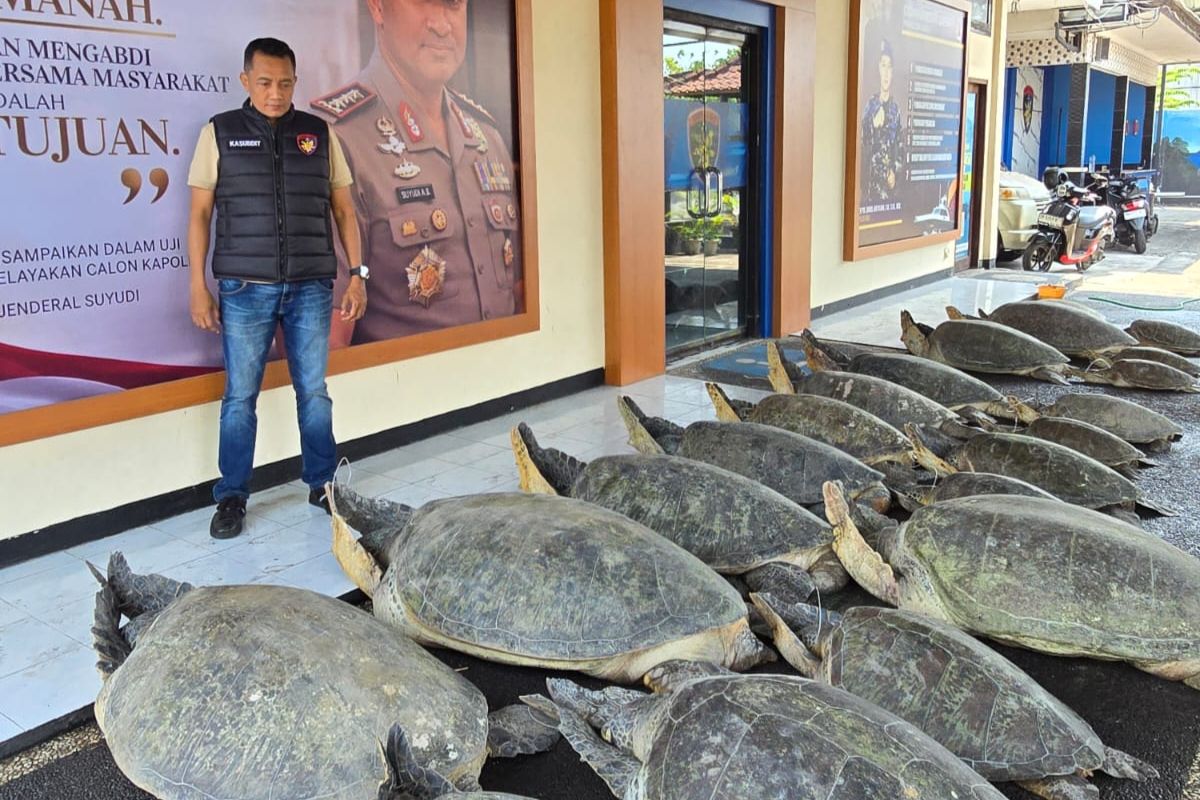 Ditpolairud Polda Bali Gagalkan Penyelundupan 22 Penyu Hijau di Perairan Pulau Serangan