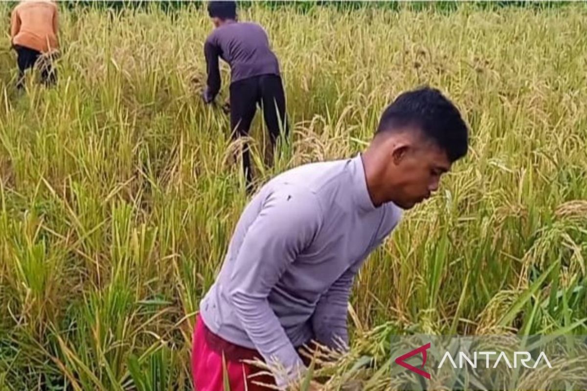 5 Ton Per Hektare, Petani Tanjabtim Panen Perdana Padi di Lahan Tidur Seluas 5 Hektare