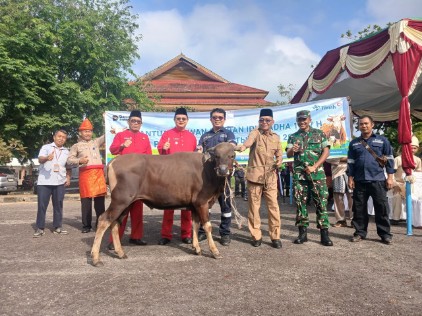 39 Sapi Kurban dari PT Timah untuk Bangka Barat, Bupati Markus Sebut Terbanyak Tahun Ini