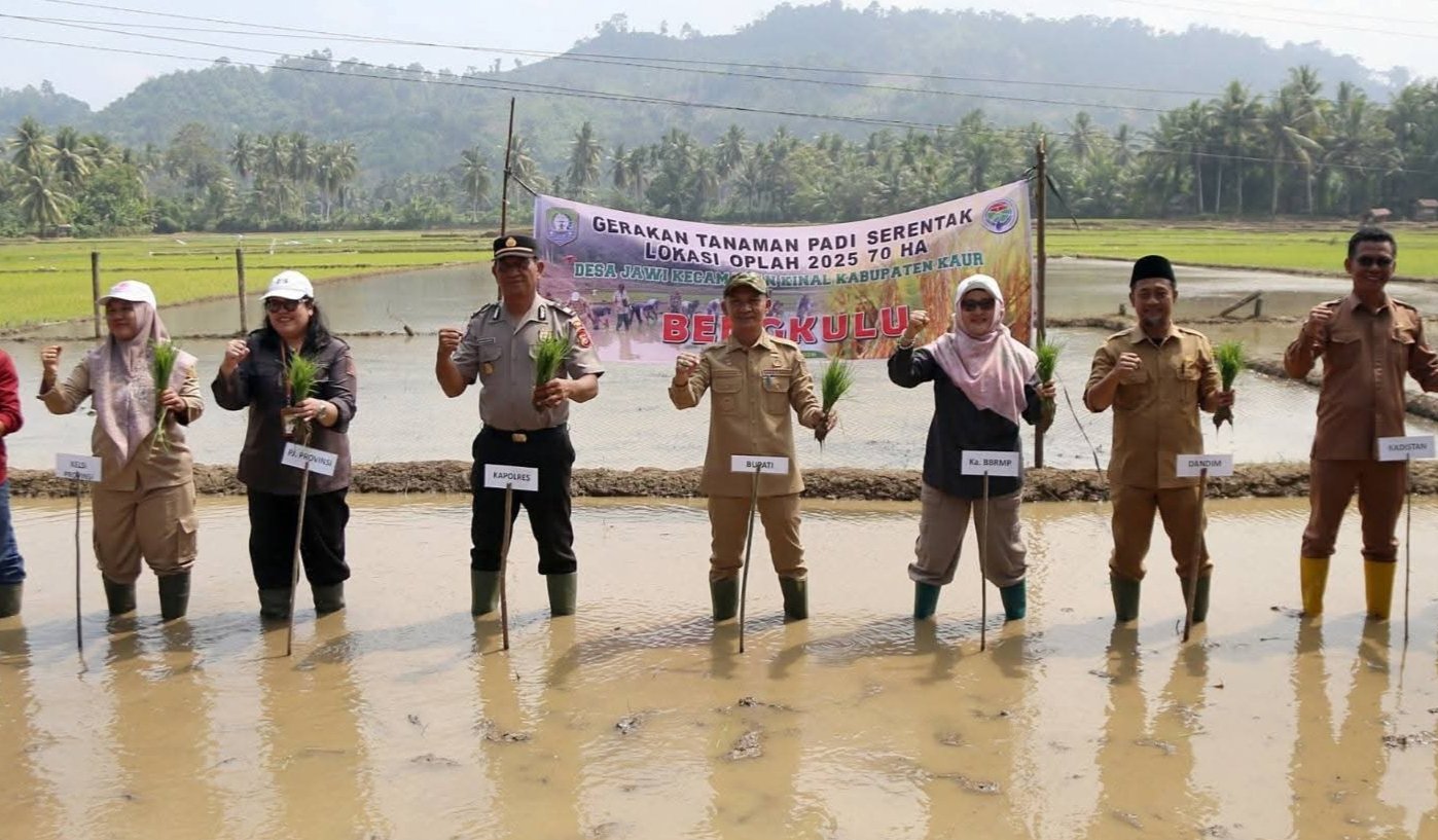 Pemkab Kaur Ikut Gerakan Tanam Padi Serentak 50.000 Hektare se-Bengkulu, Targetkan IP 300 di Desa Jawi