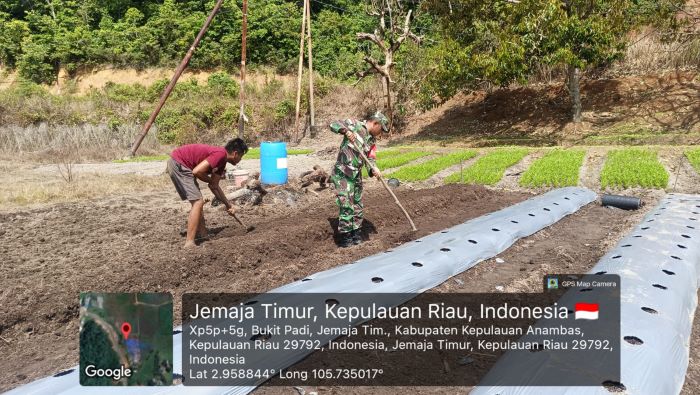 Babinsa Anambas Sertu Olih Solih Turun ke Sawah Dampingi Petani Cabai di Desa Bukit Padi, Dorong Kemandirian Pangan