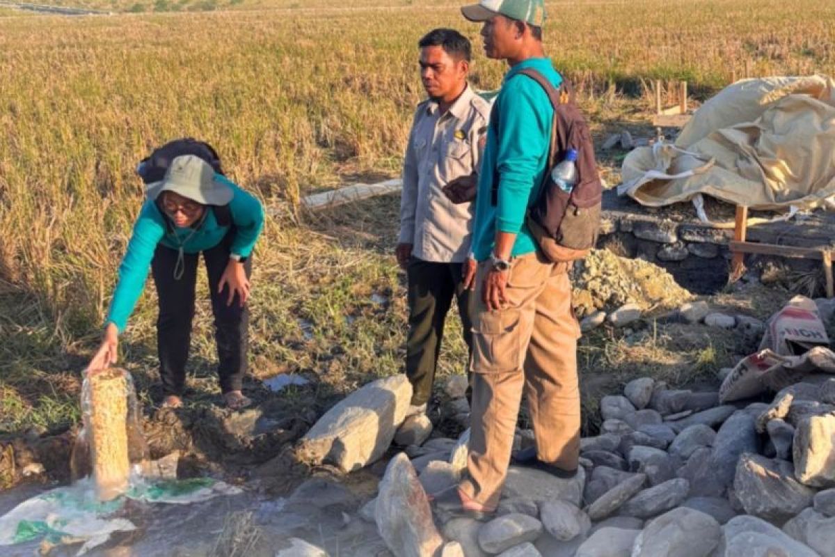 Irigasi Perpompaan di Desa Waenetat, Buru, Capai 50 Persen, Air Mengalir Alami Tanpa Pompa