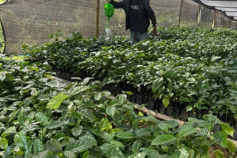5.400 Bibit Kopi Arabika Disiapkan untuk Petani Tombo Batang, Target Hidupkan Lagi Kejayaan Emas Hitam