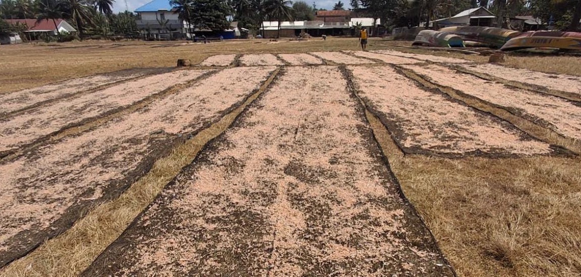 Nelayan Pangandaran Panen 1 Ton Udang Rebon per Malam, Pendapatan Tembus Puluhan Juta Rupiah
