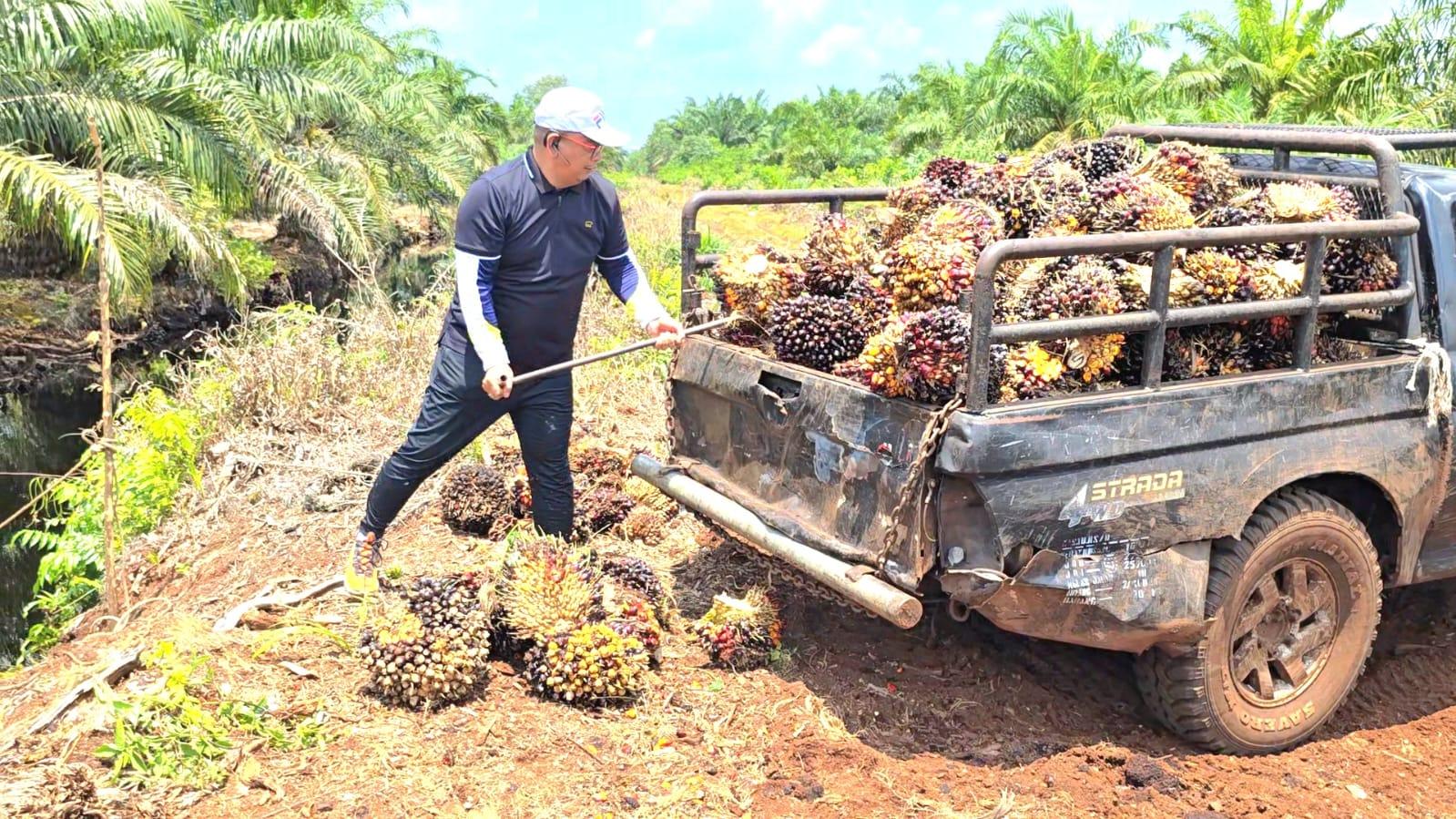 Harga TBS Sawit Petani Mitra Kaltim Naik Jadi Rp3.469,60/Kg Periode II Juni 2026, Ini Rincian Lengkapnya