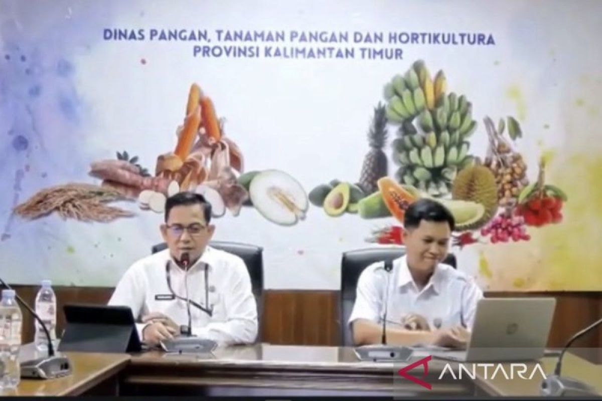 Produksi Pisang Kaltim Anjlok 60 Persen Akibat Serangan Jamur Fusarium dan Layu Bakteri