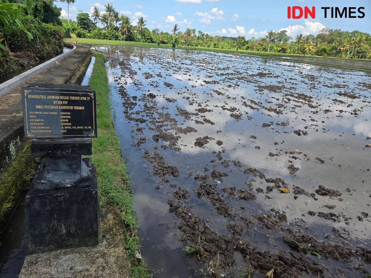 Tabanan Tetapkan 87 Persen Sawah Jadi Lahan Abadi, 16.466 Hektare Dilindungi dari Alih Fungsi