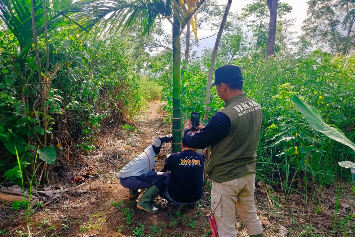 Petugas BKSDA Sumbar Berguling dengan Harimau Sumatra di Agam, 5 Warga Dievakuasi dari Kebun