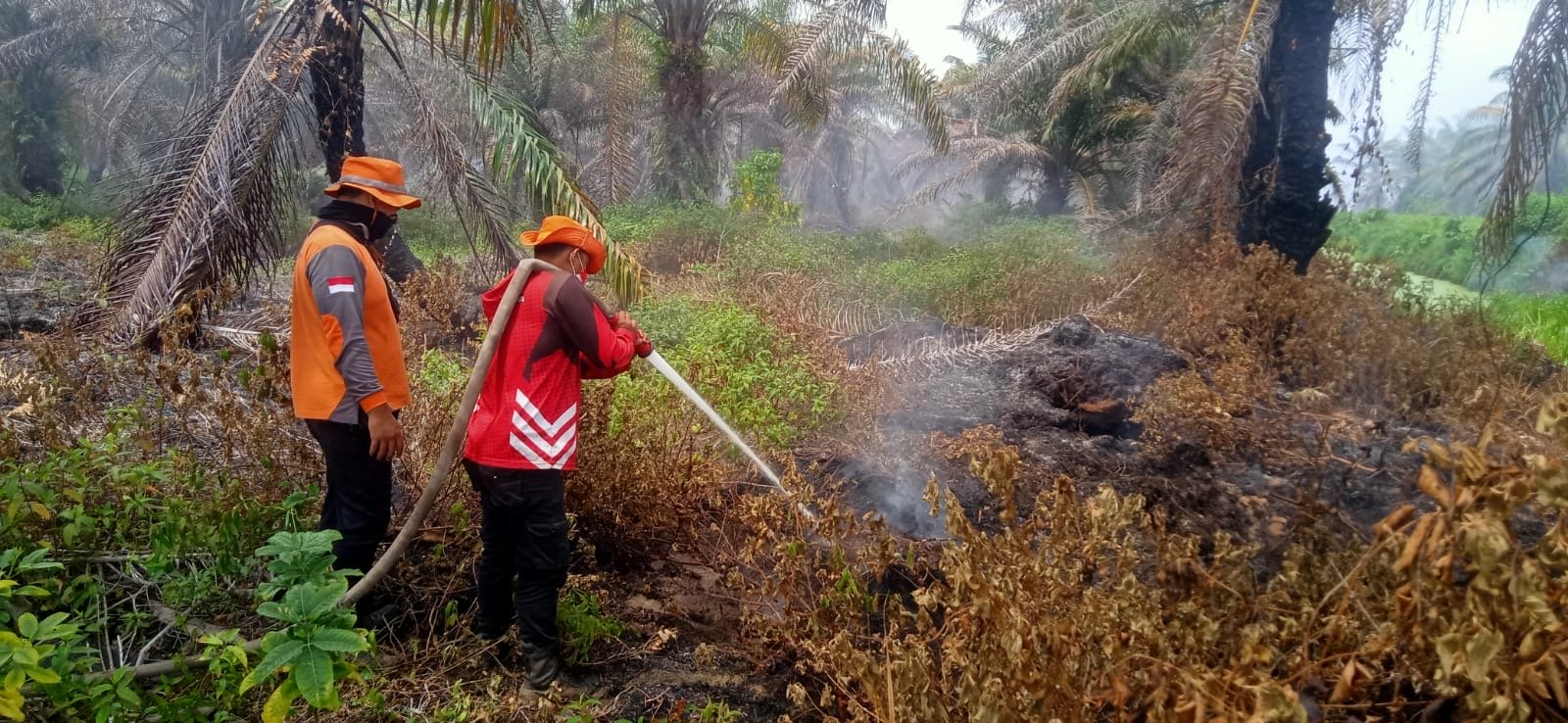 Kebakaran Lahan Sawit PT GSM di Nagan Raya Capai 40 Hektare, Api Masih Berkobar Sepekan