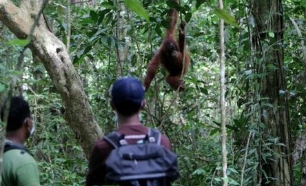 BKSDA Aceh Evakuasi Orangutan Sumatera Terjebak di Perkebunan Sawit Aceh Selatan, Usia 45 Tahun