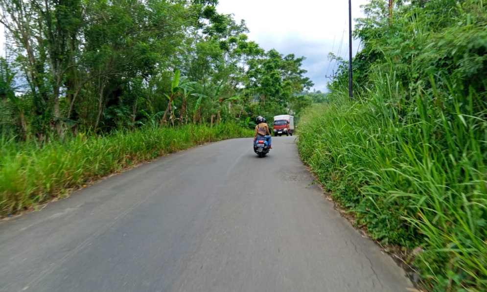Jalan Lintas Bengkulu-Pagaralam di Kepahiang Diterjang Semak Belukar, Pengendara Keluhkan Minimnya Tebas Bayang